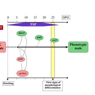 Putative Pathway Of Temperature Induced Sex Reversal Of XX Females