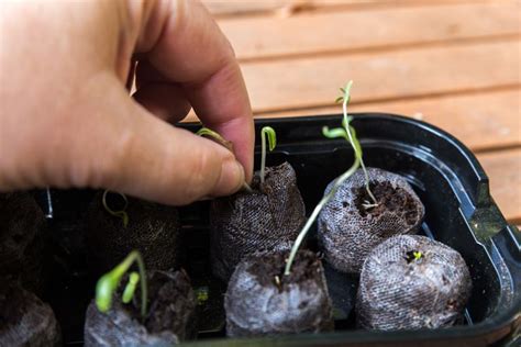 How to Properly Plant Marigold Seeds for Spring