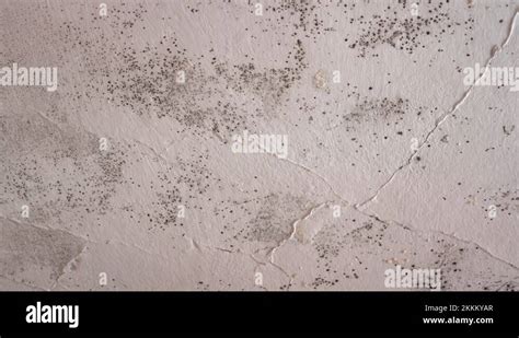 Mould Is A Kind Of Fungus That Develops From Airborne Spores Stock