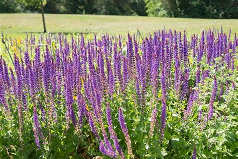 33 Gorgeous Purple Perennials (With Photos) - Garden Lovers Club