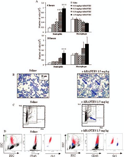 R HRANTES Induced Recruitment Of Neutrophils And Macrophages To The