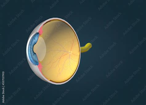 Structure of the Human Eye and anatomy of vision Stock Illustration ...