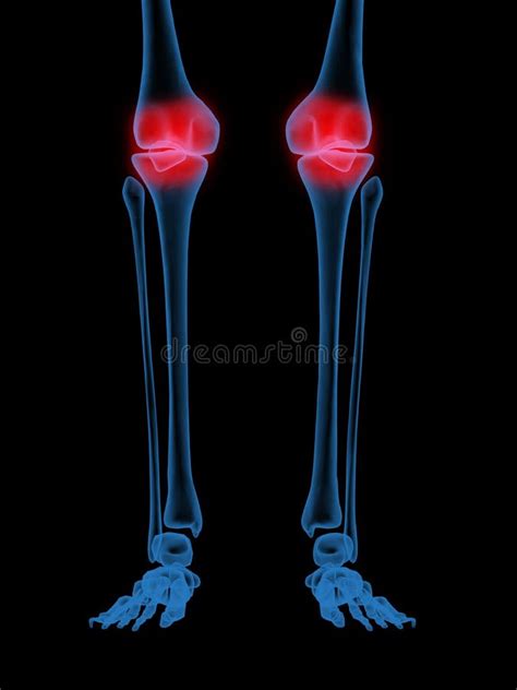 Human Body Skeleton System Leg Bone Joints Anatomy Stock Illustration