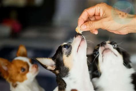 Tips for Taking Care of Chihuahua Puppies