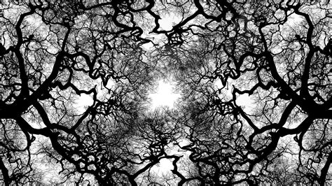 Tree Black And White Wallpaper - Black And White Trees Hd (#989821 ...