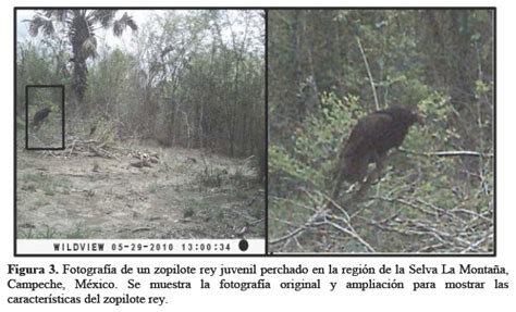 Registros de zopilote rey Sarcoramphus papa en el área de Laguna de