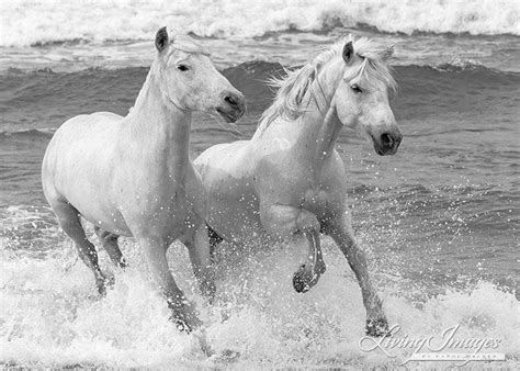 Horse Photography White Camargue Horse Print two White - Etsy