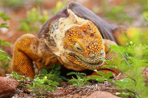 Galapagos Land Iguana On North Seymour Island Galapagos National Park