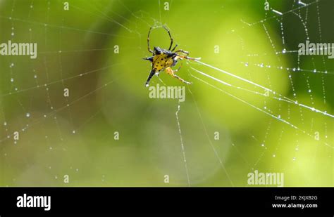 Rain Forest Spiders Stock Videos Footage Hd And K Video Clips Alamy