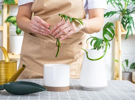 Les Compagnons des saisons Comment bouturer vos plantes dintérieur