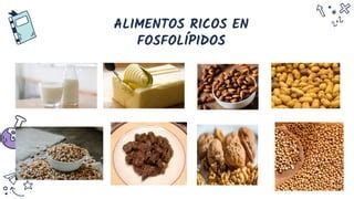 Fosfolipidos | PPT