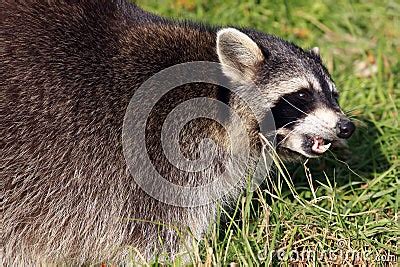 Raccoon / Procyon Lotor Baring It`s Teeth Stock Photography - Image: 34661552