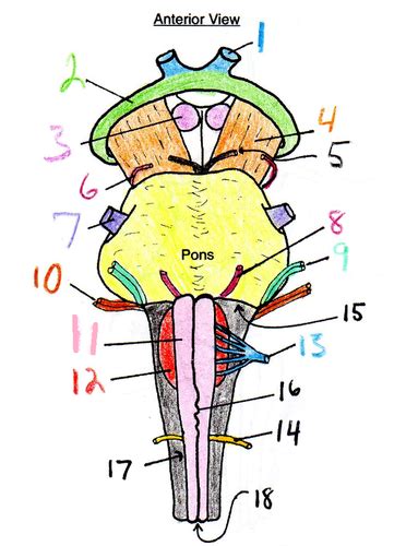 Brainstem Anatomy Flashcards Quizlet