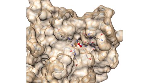 Cuzn Superoxide Dismutase Sod1 Youtube