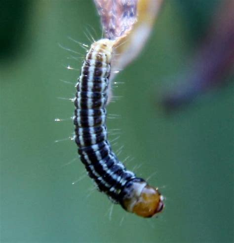 Blackwhite Caterpillar With Orange Head On Black Eyed Susan Homoeosoma Bugguidenet