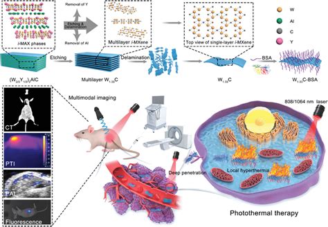 Schematic Illustration On The Construction Of 2d W1 33c‐bsa Nanosheets