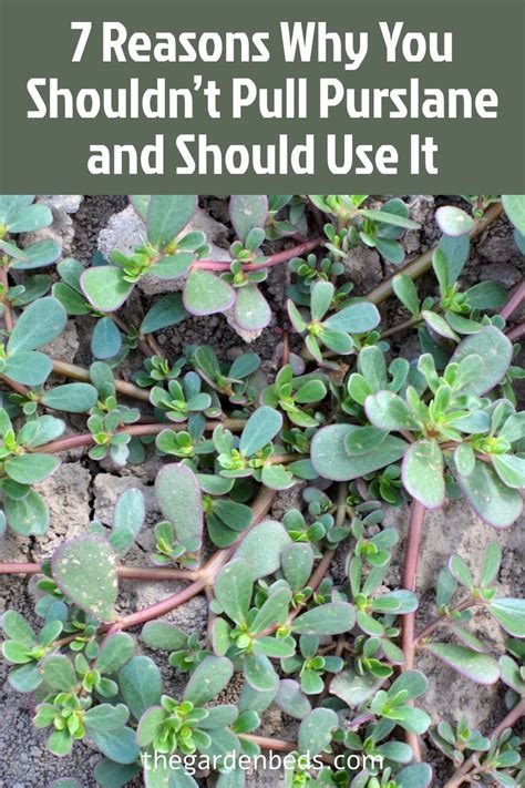 7 Reasons Why You Shouldnt Pull Purslane And Should Use It In 2024