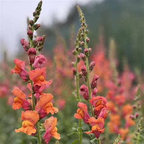 Snapdragon Orange Wonder Deep Harvest Farm