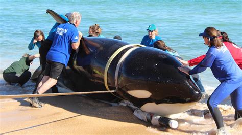 Seaworld Releases Additional Details About Killer Whale Found Dead On Florida Beach Fox News