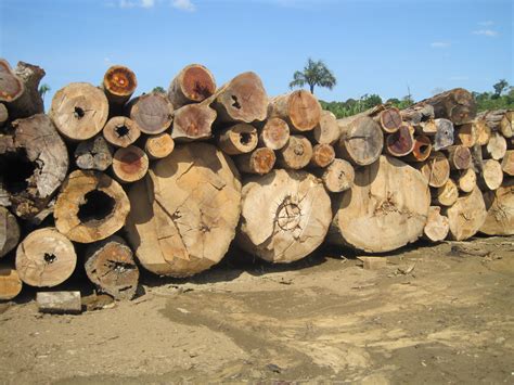 Sharp Rise In Brazilian Wood Product Exports Global Wood Markets Info