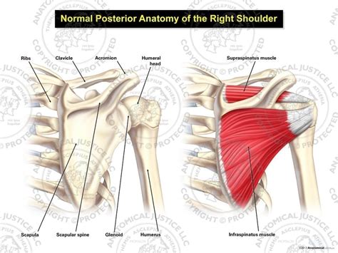 Posterior Shoulder Tendon Anatomy Shoulder Joint Ligaments Medical