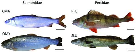 Illustration of the species used in this study. 15 fishes of two ...