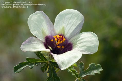 Plantfiles Pictures Hibiscus Species Bladder Hibiscus Flower Of An