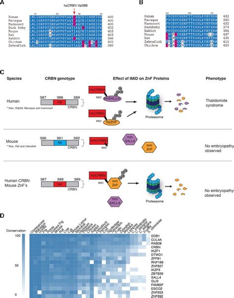 Thalidomide Promotes Degradation Of Sall4 A Transcription Factor