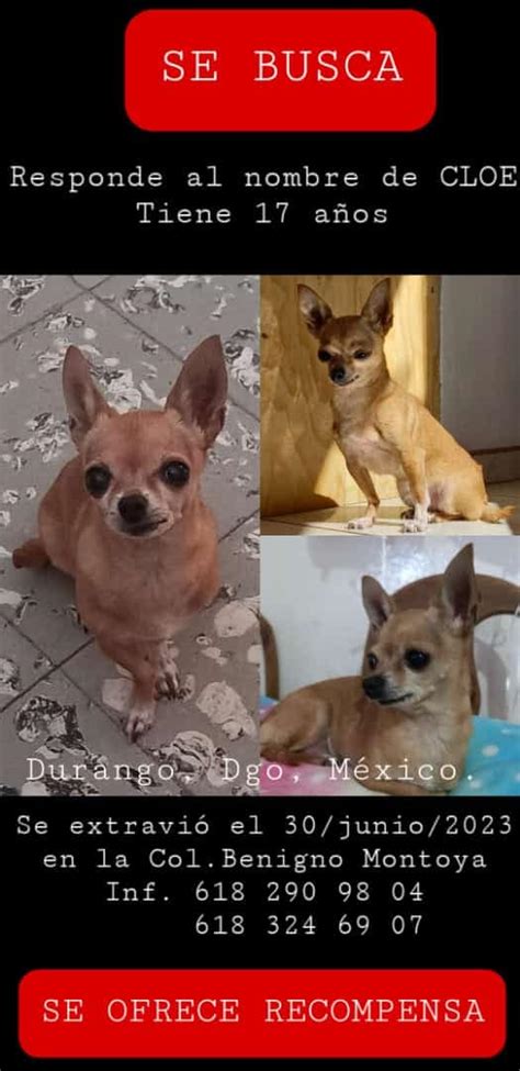 Buscan A Cloe Una Perrita Chihuahua Que Fue Resguardada Por Una