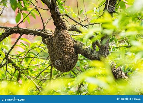 Colmeia Selvagem Na Rvore Imagem De Stock Imagem De Col Nia