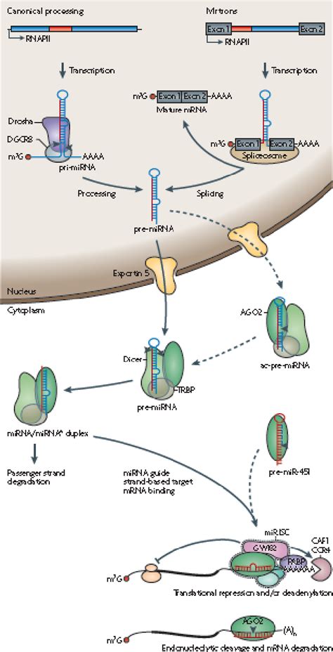 Figure 1 From The Deregulated Expression Of MiR 125b In Acute Myeloid