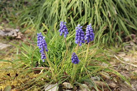 natural plant flowers    photo  pixabay