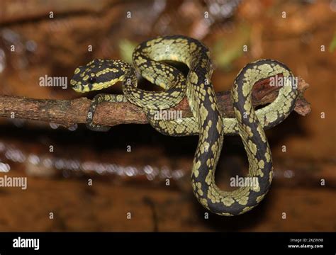 Sri Lankan Green Pit Viper Trimeresurus Trigonocephalus Adult On Low