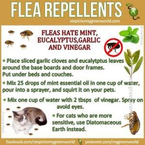 Natural Flea Repellent | ENCYCLOPEDIA OF FOOD FOR HEALTH AND WELL-BEING