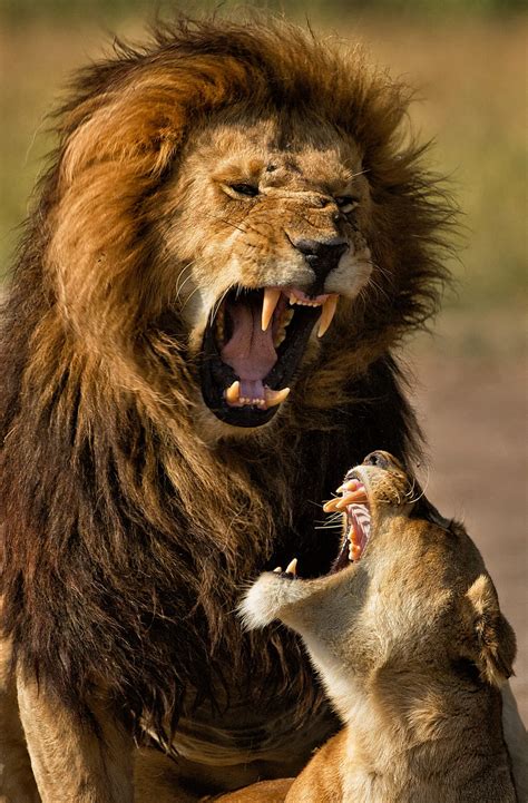 Mating Lions | Smithsonian Photo Contest | Smithsonian Magazine