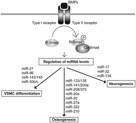 Functions Of The Bone Morphogenetic Protein Signaling Pathway Through