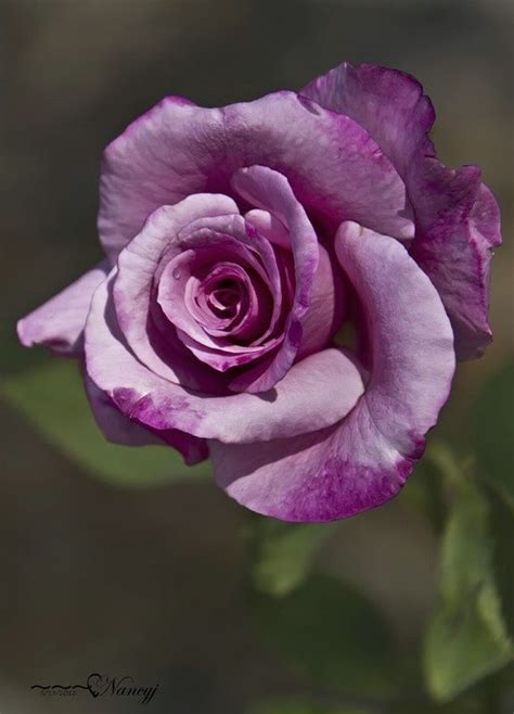 27 best lavender roses images on Pinterest | Lavender roses, Purple ...