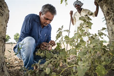 Better Cotton’s Farmer-Centric Approach to Regenerative Agriculture