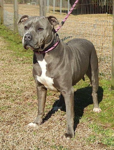 Adopt Maggie On Pitbull Terrier Pitbulls Pet Adoption