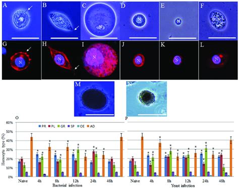 Images of hemocytes and average proportional distribution of... | Download Scientific Diagram