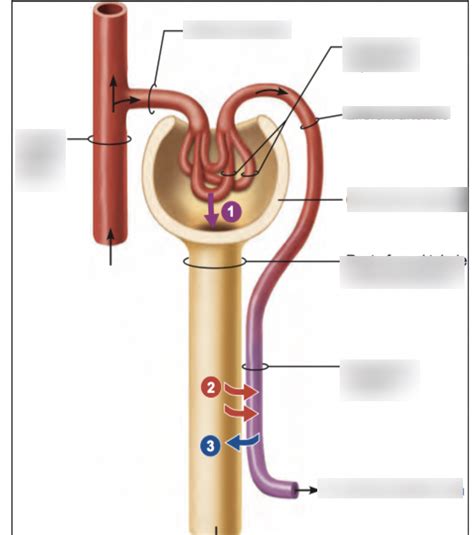 Glomerular Filtration Tubular Reabsorption Tubular Secretion Diagram