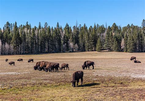 Best Kaibab National Forest Stock Photos, Pictures & Royalty-Free Images - iStock