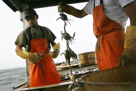 Crabbing season kicks off in Chesapeake Bay | WTOP
