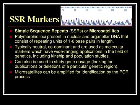 PPT Phylogenetic Analysis Of 24 Brassica Species Using SSR Markers