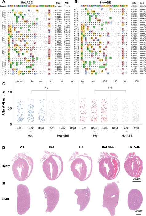 In Vivo Base Editing Of Scn5a Rescues Type 3 Long QT Syndrome In Mice