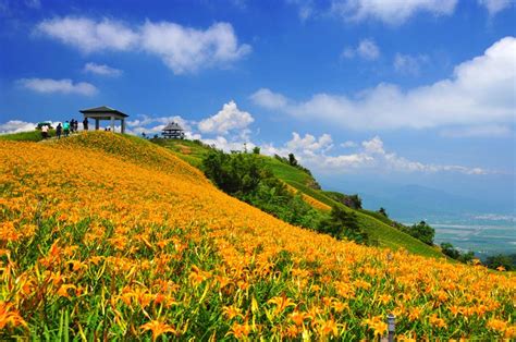 【花蓮自由行攻略】六十石山 絕美金針花海 Travelliker 愛遊人