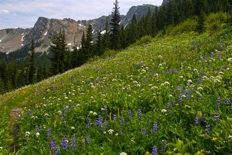 Wildflowers On The Jackita Ridge Trail Pasayten Wilderness Em North