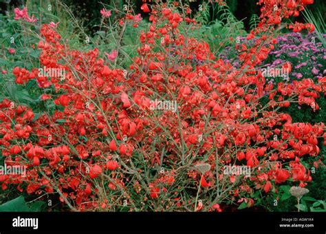 Spindle-tree Stock Photo - Alamy