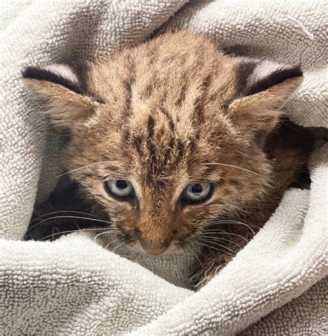 Una Coppia Pensa Di Aver Salvato Un Gattino Randagio Ma Poi Scopre Che