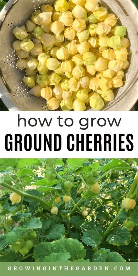 How To Grow Ground Cherries 10 Tips For Growing Ground Cherries Artofit